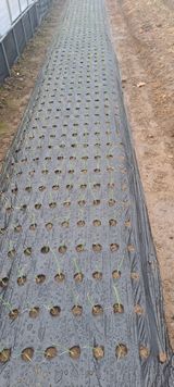 팜모닝 양파·영농일지 게시글 이미지