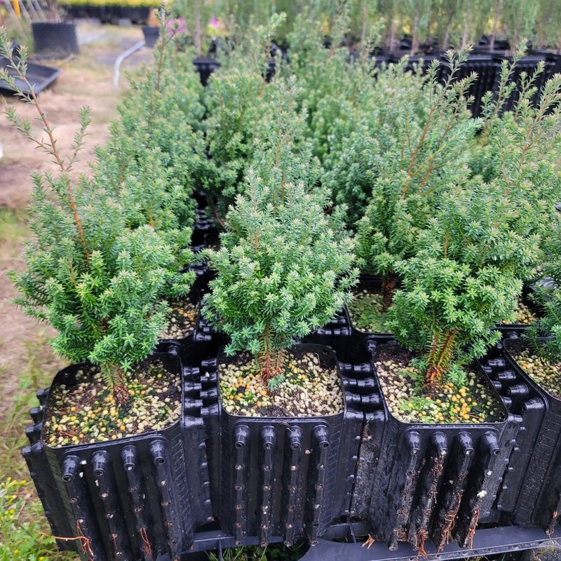 이선미님의 장터 판매 상품 [기능성 화분재배 성공 비법[전자책, 종이책]] 첨부 사진