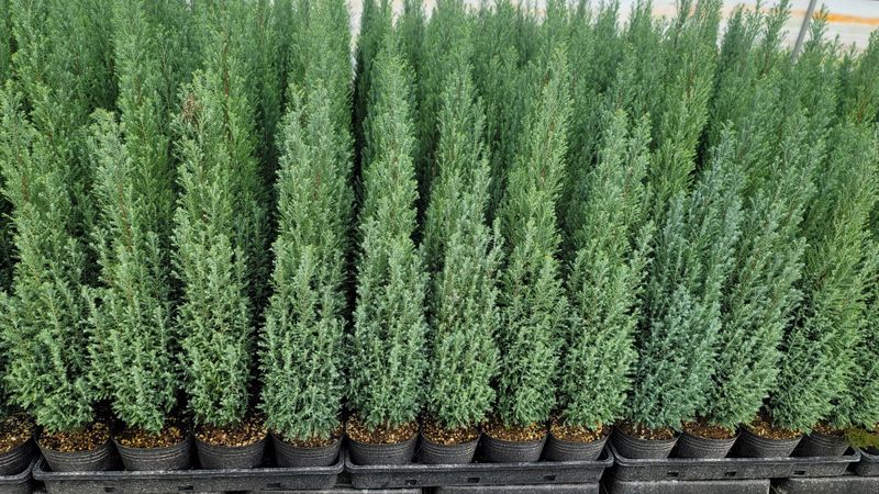 이선미님의 장터 판매 상품 [기능성 화분재배 성공 비법[전자책, 종이책]] 첨부 사진