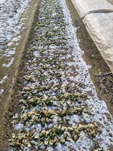 팜모닝 1월 내 작물 자랑하기·참여글 게시글 이미지