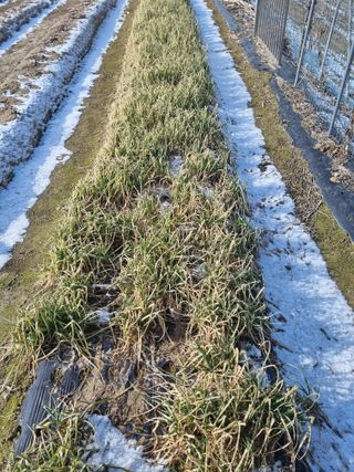 호미대장님의 1월 내 작물 자랑하기 · 참여글 작성글 사진