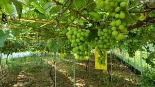 전상조님의 1월 내 작물 자랑하기 · 참여글 작성글 사진