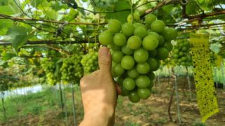 전상조님의 1월 내 작물 자랑하기 · 참여글 작성글 사진