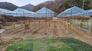 포도bk님의 1월 내 작물 자랑하기 · 참여글 작성글 사진