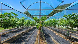 포도bk님의 1월 내 작물 자랑하기 · 참여글 작성글 사진