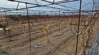 포도bk님의 1월 내 작물 자랑하기 · 참여글 작성글 사진