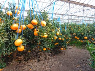 호호농장님의 1월 내 작물 자랑하기 · 참여글 작성글 사진