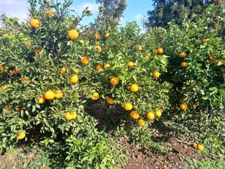 호호농장님의 1월 내 작물 자랑하기 · 참여글 작성글 사진