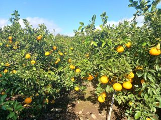 호호농장님의 1월 내 작물 자랑하기 · 참여글 작성글 사진
