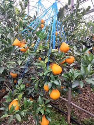 호호농장님의 1월 내 작물 자랑하기 · 참여글 작성글 사진