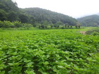김상원 님의 1월 내 작물 자랑하기 · 참여글 작성글 사진