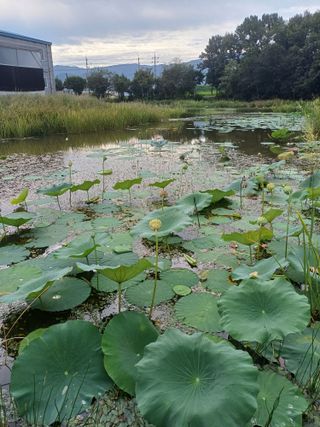 연꽃토하농장~미꾸리님의 1월 내 작물 자랑하기 · 참여글 작성글 사진