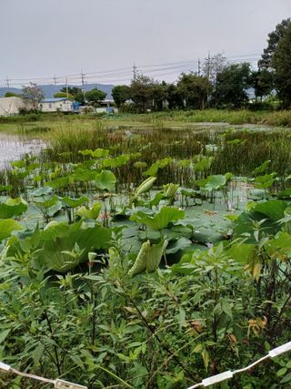 연꽃토하농장~미꾸리님의 1월 내 작물 자랑하기 · 참여글 작성글 사진