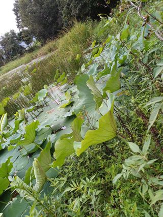 연꽃토하농장~미꾸리님의 1월 내 작물 자랑하기 · 참여글 작성글 사진