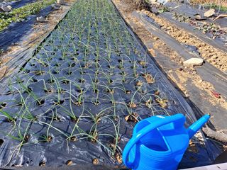 가리온팜 님의 1월 내 작물 자랑하기 · 참여글 작성글 사진