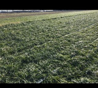 이은화님의 1월 내 작물 자랑하기 · 참여글 작성글 사진