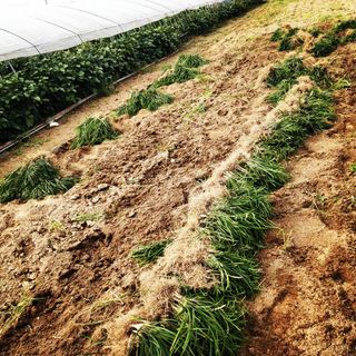 이은화님의 1월 내 작물 자랑하기 · 참여글 작성글 사진