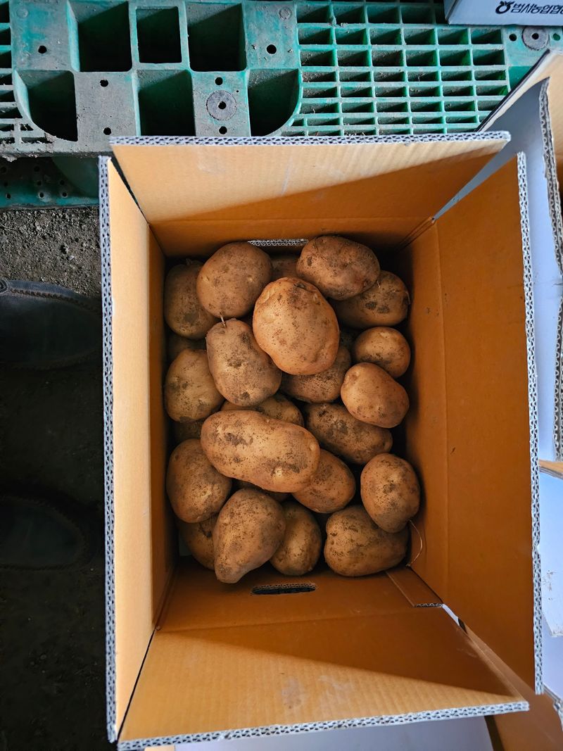 장터 상품 [수미감자 10kg] 썸네일