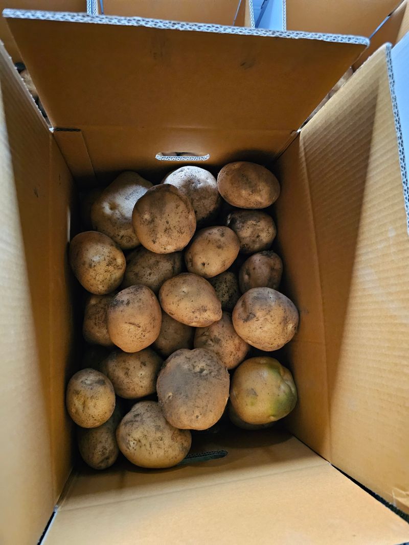 서영호별빛농원육묘장님의 장터 판매 상품 [수미감자 10kg] 첨부 사진