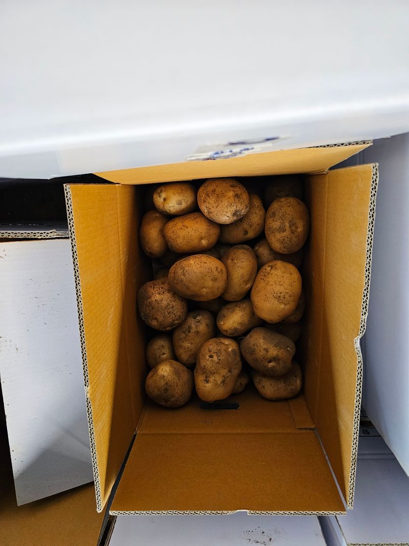 서영호별빛농원육묘장님의 장터 판매 상품 [수미감자 10kg] 첨부 사진