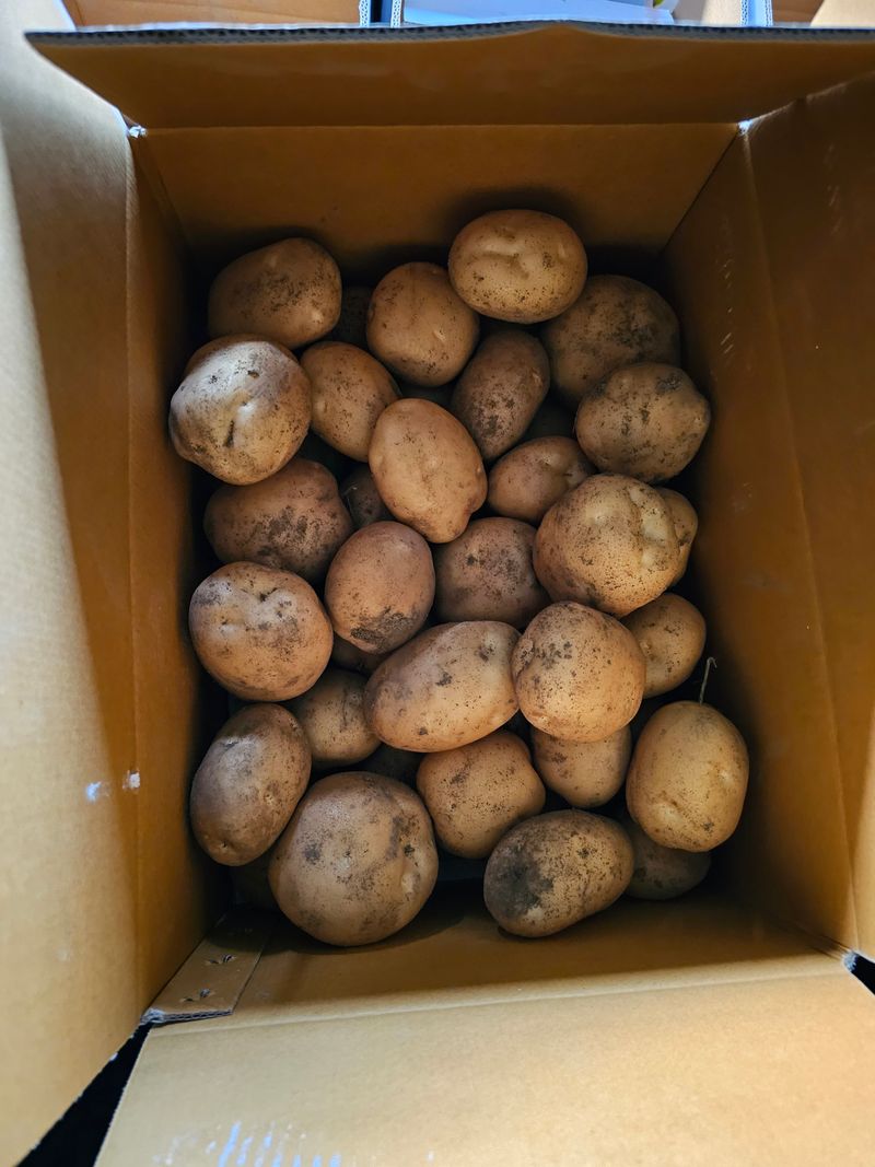 서영호별빛농원육묘장님의 장터 판매 상품 [수미감자 10kg] 첨부 사진