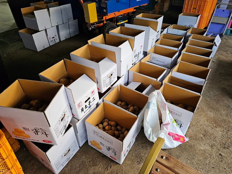 서영호별빛농원육묘장님의 장터 판매 상품 [수미감자 10kg] 첨부 사진