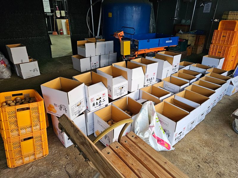 서영호별빛농원육묘장님의 장터 판매 상품 [수미감자 10kg] 첨부 사진