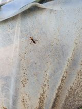 팜모닝 콩·병해충상담 게시글 이미지