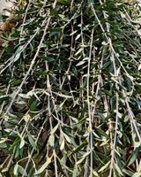 팜모닝 1월 내 작물 자랑하기·참여글 게시글 이미지