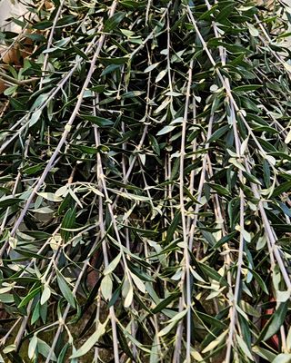 최영수님의 1월 내 작물 자랑하기 · 참여글 작성글 사진