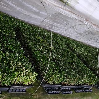 최영수님의 1월 내 작물 자랑하기 · 참여글 작성글 사진