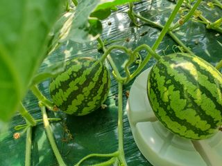 최영수님의 1월 내 작물 자랑하기 · 참여글 작성글 사진