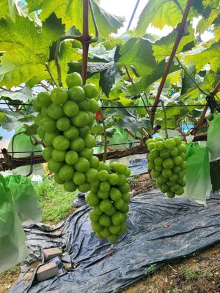 이원규님의 1월 내 작물 자랑하기 · 참여글 작성글 사진