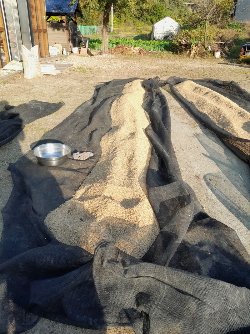 공주카페무릉농원님의 장터 판매 상품 [현미쌀 10키로 판매완료] 첨부 사진