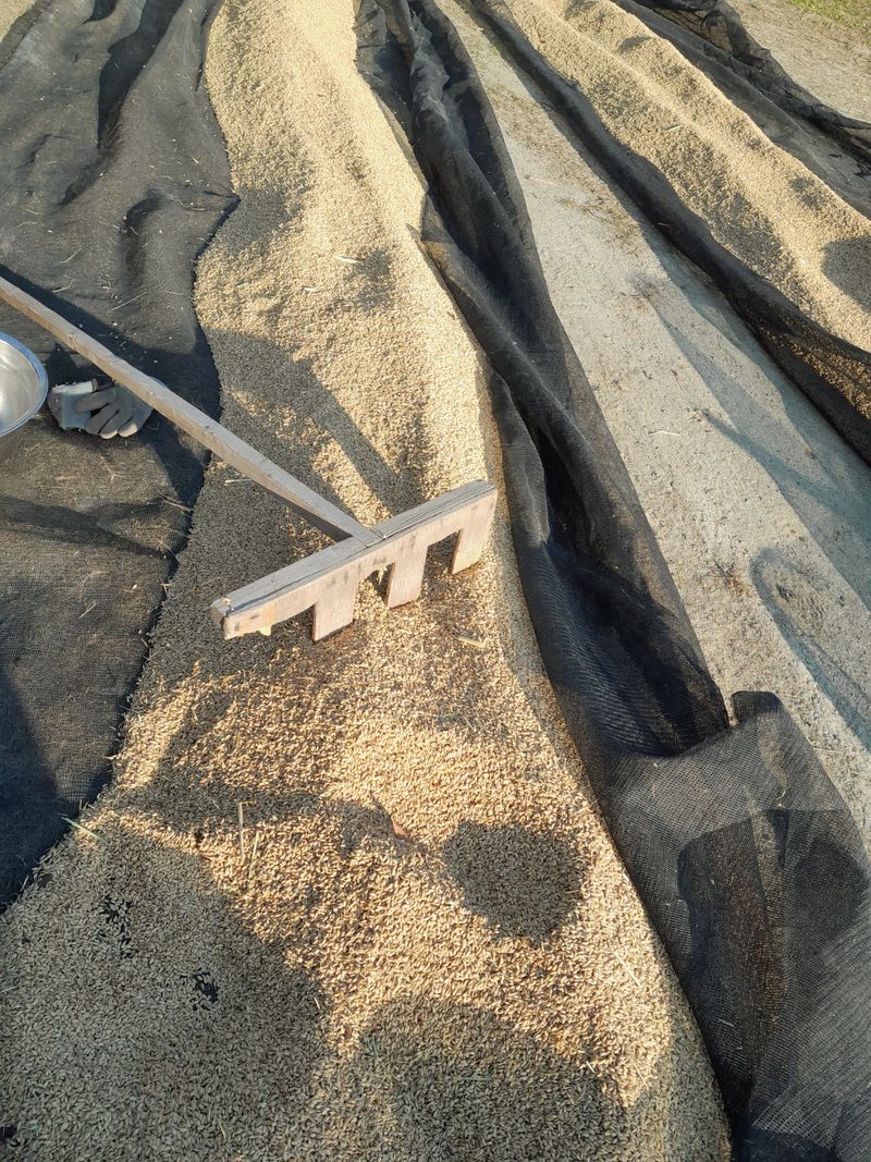 공주카페무릉농원님의 장터 판매 상품 [현미쌀 10키로 판매완료] 첨부 사진