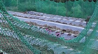 푸른꿈님의 배추 · 병해충상담 작성글 사진