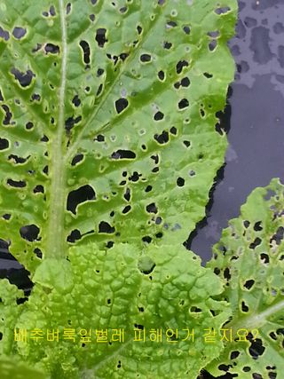 푸른꿈님의 배추 · 병해충상담 작성글 사진