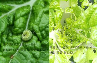 푸른꿈님의 배추 · 병해충상담 작성글 사진