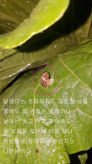 푸른꿈님의 배추 · 병해충상담 작성글 사진