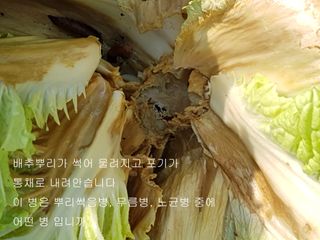푸른꿈님의 배추 · 병해충상담 작성글 사진