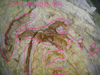푸른꿈님의 배추 · 병해충상담 작성글 사진