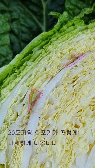 푸른꿈님의 배추 · 병해충상담 작성글 사진