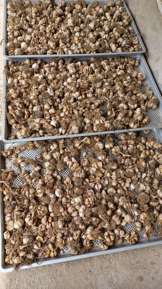 이성수님의 1월 내 작물 자랑하기 · 참여글 작성글 사진