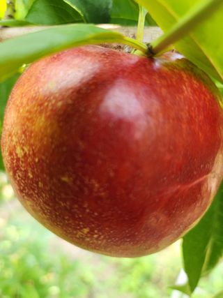 이성수님의 1월 내 작물 자랑하기 · 참여글 작성글 사진