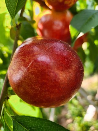 이성수님의 1월 내 작물 자랑하기 · 참여글 작성글 사진