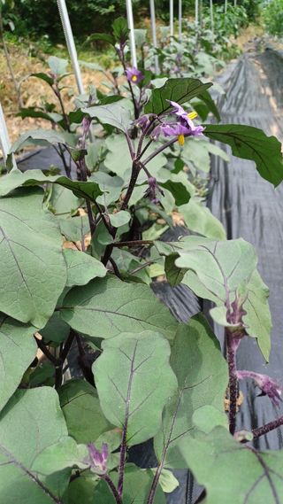 이성수님의 1월 내 작물 자랑하기 · 참여글 작성글 사진