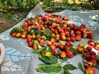 이성수님의 1월 내 작물 자랑하기 · 참여글 작성글 사진