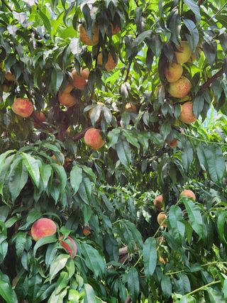 이성수님의 1월 내 작물 자랑하기 · 참여글 작성글 사진