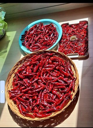 이성수님의 1월 내 작물 자랑하기 · 참여글 작성글 사진