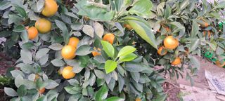 온난식물화훼 한라봉님의 비활동 회원 알림 · 참여글 작성글 사진